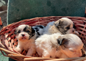 Shih Tzu yavruları